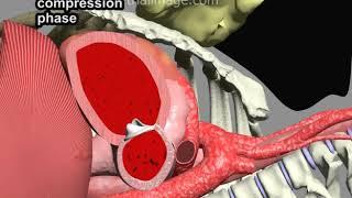 CPR Chest Compression Physiology Animation by Cal Shipley, M.D.