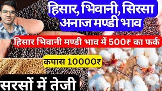 नरमा भाव 10000₹, hisar mandi bhav today , bhiwani mandi bhav today, 12-07-2023, Adampur mandi bhav