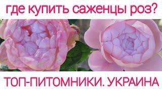 Где в Украине купить качественные саженцы роз?Кому доверять? Мой ТОП-6 украинских питомников!