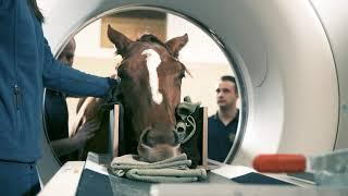 Standing CT for the Equine Head and Neck