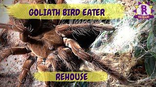 Goliath Bird Eating Tarantula Rehouse - Theraphosa Strimi