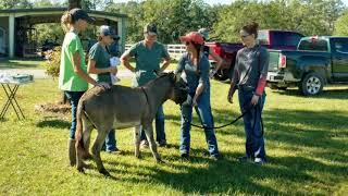 Gelding Day for Donkey 20171101