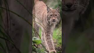 Our enchanting Lynx, captured in a moment of serenity in the Wildwood Devon Woodlands  #lynx