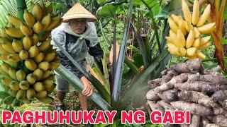 Gabi ang Daming Laman sa Ilalim...Mga saging nahinog na sa Puno....Harvest time