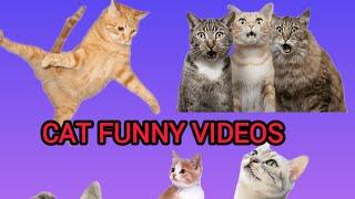 cat funny video part -1 to 12 / beast lover jimmy