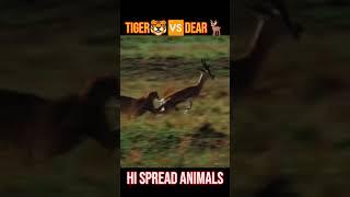 Fastest Animals in the world #trending #animals #tiger #dear #shorts