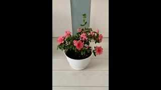 My full bloomed Azalea #shorts #youtubeshorts #indoorplants #springflower #Azalea