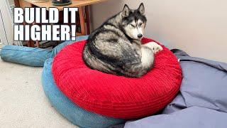 Greedy Husky Won’t Share His Beanbag Tower!