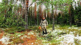 ГРИБНИК ЗАШЁЛ В ЛЕС НАШЁЛ БОЛОТО ОБАЛДЕЛ! ОДИН В ЛЕСУ ТАКОГО НЕ ОЖИДАЛ! НАШЁЛ ЕЖА ЯГОДЫ И ГРИБЫ 2024