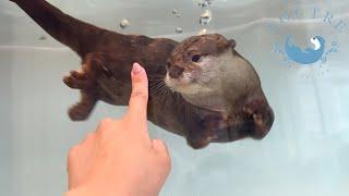An Underwater Otter Follows My Hand