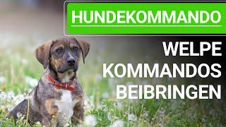  Welpe Kommandos beibringen - 4 GRÜNDE/FEHLER bei der Welpenerziehung! Kommandos für den Hund 