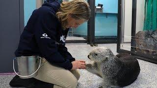 "A Love Like No Otter" from Aquarium Love Stories