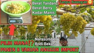 PILIH MANA?? 8 varian anggur import genjah #anggur #anggurimport #anggurmerah #anggurhijau