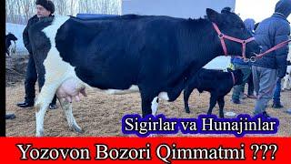 YOZOVON CHORVA BOZORI. Sigirlar Va Hunajinlar Narxlari 08-01-2025 .Bozor. Qimmatmi ???