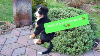 Berner Sennenhund Josef- frisch geduscht &schon 4 Monate alt