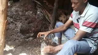 How Bagging is Done in Mushroom Growing