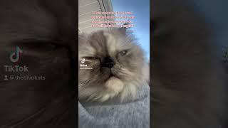 Fine make me your villain #catshorts #catsoftiktok #funnycats #cats #tiktokvideo #tiktok