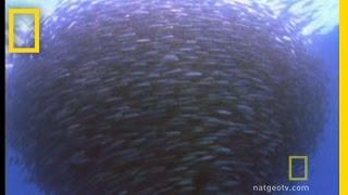 Bluefin Tuna Eat Bait Ball | National Geographic