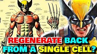 Wolverine Physiology Analysed In Detail - 20 Biological Secrets That Makes Him A Superior Mutant!