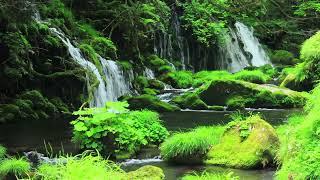 Mysterious Moss Waterfall, Clear Water Sound and Birdsong