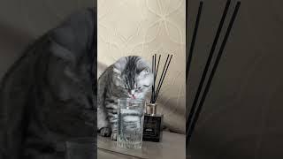 #cat #catvideos  #shorts  #shortvideo #shortcartoons #deoji #surah