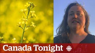 Canada-China canola trade tensions will ‘devastate the price,’ says farmer | Canada Tonight