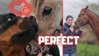 Something new for Risey! | Clipping the smallest horse ever! | Cuddling with Belle | Friesian Horses