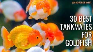 30 Best Tankmates for Goldfish | Goldfish tankmates | Proud Hobbyist