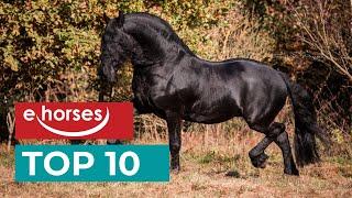 Top 10 Friesian Horses