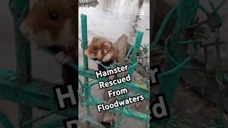 Hero Saves Hamster From Floodwaters