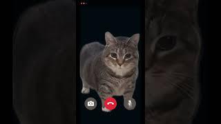 uia cat Spinning Cat - Facetime Call #cats #fyp #foryou #uiacatcover