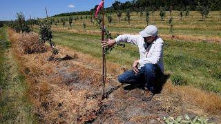 Virginia Tech researchers are leading the way in the battle against fire blight