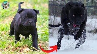 I'm a Big Kid Now - Dogs Grow Up And Cute Baby Animals| Amazing Animals