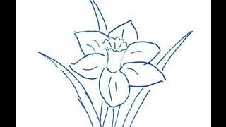 Narcissus flower. How to draw a easy? (Цветок Нарцисс. Как нарисовать просто?)