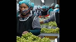 Harvest time in the Hex River Valley