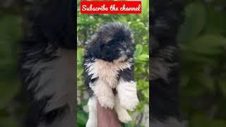 All dogs breeds are available#wholesale dogs market in india#cheapest dogs market in india