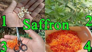 how to Grow Saffron Plant at home | Saffron Bulbs | Kesar Plant Seeds  with update