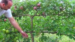 Growing Apples on Espalier Tree