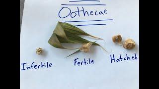 Mantis Care #7 - The Difference between a Fertile Ootheca and an Infertile Ootheca