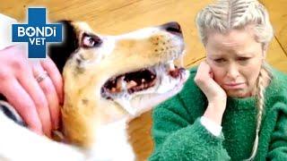 Horrific Seizures Suffered By Vet's Own Dog | Bondi Vet Clips | Bondi Vet