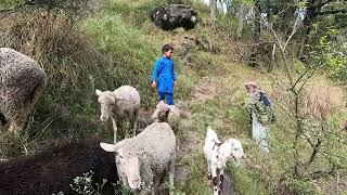 The sheep herding lifestyle of the village people