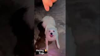 Gugu playing with me ️#viral #shorts #shortvideo #dog #doglover