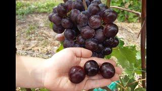 Обзор ультраранних сортов винограда 2021 .