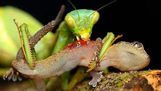 Mantis vs Snake
