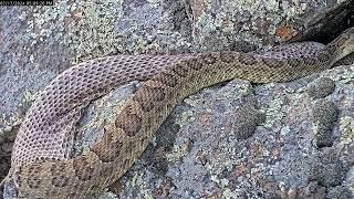 Male rattlesnake enthralled as female rattlesnake sheds