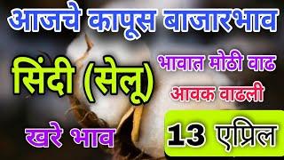 13 एप्रिल/आजचे सिंदी सेलू कापसाचे भाव/ भावात वाढ/ sindi cotton market /kapas #cotton