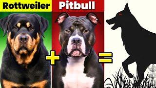 Top 5 Rottweiler Mix Breed Dogs You Don't Know About!