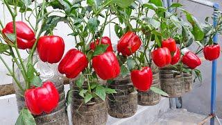 Growing Bell Peppers in Recycled Plastic Bottles - Easy but the results are amazing