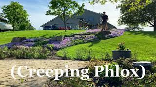 Low maintenance plants, Creeping phlox