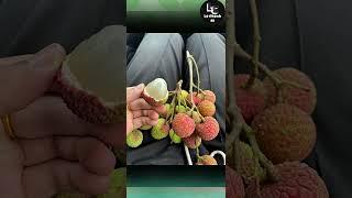 Farm fresh ninja fruit cutting #24 | Ly Chynh St  #shorts